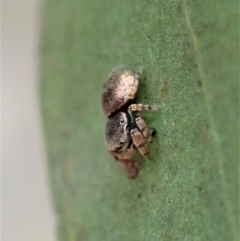 Simaethula sp. (genus) at Dunlop, ACT - 22 Mar 2019 03:52 PM