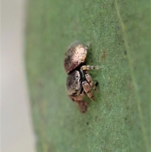 Simaethula sp. (genus) at Dunlop, ACT - 22 Mar 2019