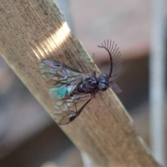 Polyclonus atratus (A sawfly) at Dunlop, ACT - 22 Mar 2019 by CathB