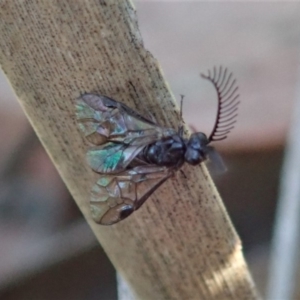 Polyclonus atratus at Dunlop, ACT - 22 Mar 2019 08:38 AM