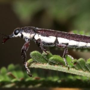 Rhinotia sparsa at Majura, ACT - 5 Mar 2019