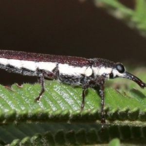 Rhinotia sparsa at Majura, ACT - 5 Mar 2019 08:21 AM