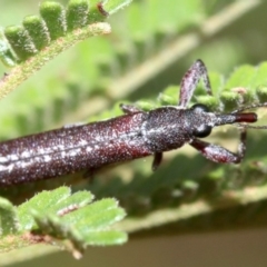 Rhinotia sparsa at Majura, ACT - 5 Mar 2019 08:21 AM