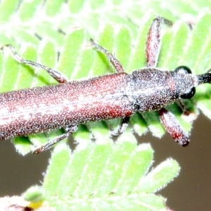 Rhinotia sparsa at Majura, ACT - 5 Mar 2019