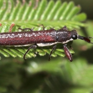 Rhinotia sparsa at Majura, ACT - 5 Mar 2019 08:21 AM