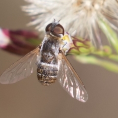 Villa sp. (genus) (Unidentified Villa bee fly) at Molonglo Valley, ACT - 22 Mar 2019 by rawshorty