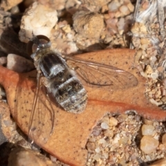 Villa sp. (genus) at Molonglo Valley, ACT - 23 Mar 2019 10:40 AM