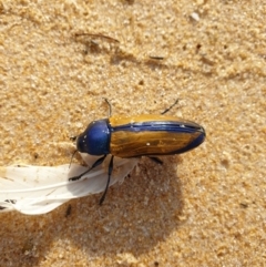 Temognatha suturalis (Boldly sutured jewel beetle) at Tura Beach, NSW - 22 Mar 2019 by Steff
