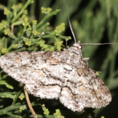 Cleora (genus) (A Looper Moth) at Ainslie, ACT - 5 Mar 2019 by jb2602