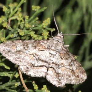 Cleora (genus) at Ainslie, ACT - 5 Mar 2019 09:26 PM