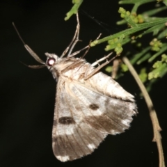 Cleora (genus) at Ainslie, ACT - 5 Mar 2019 09:26 PM