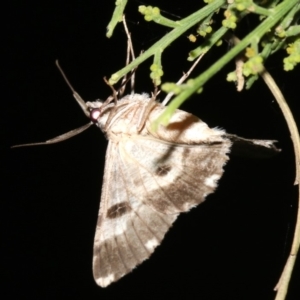 Cleora (genus) at Ainslie, ACT - 5 Mar 2019 09:26 PM