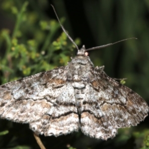 Cleora (genus) at Ainslie, ACT - 5 Mar 2019 09:26 PM