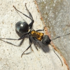 Polyrhachis ornata (Ornate spiny ant) at Acton, ACT - 18 Mar 2019 by TimL