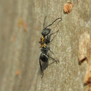 Polyrhachis ornata at Acton, ACT - 18 Mar 2019