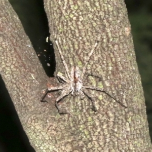 Holconia sp. (genus) at Ainslie, ACT - 5 Mar 2019