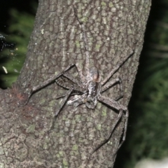 Holconia sp. (genus) at Ainslie, ACT - 5 Mar 2019