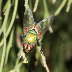Rutilia (Microrutilia) sp. (genus & subgenus) (A Bristle fly) at Ainslie, ACT - 5 Mar 2019 by jbromilow50