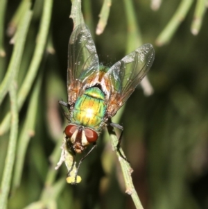 Rutilia (Microrutilia) sp. (genus & subgenus) at Ainslie, ACT - 5 Mar 2019 09:51 PM