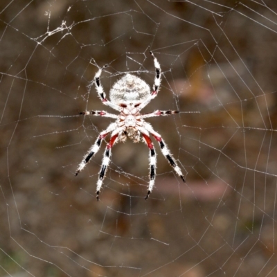 Hortophora transmarina (Garden Orb Weaver) at Mount Ainslie - 5 Mar 2019 by jb2602