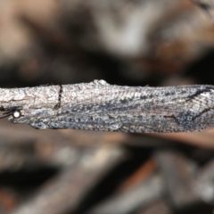 Glenoleon meteoricus (Patch-wing Glenoleon) at Ainslie, ACT - 6 Mar 2019 by jbromilow50