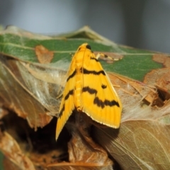 Dichocrocis clytusalis at Hackett, ACT - 18 Mar 2019