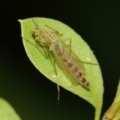 Chironomidae (family) (Non-biting Midge) at Evatt, ACT - 17 Mar 2019 by TimL