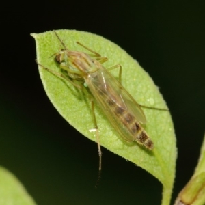 Chironomidae (family) at Evatt, ACT - 18 Mar 2019