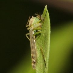 Chironomidae (family) at Evatt, ACT - 18 Mar 2019