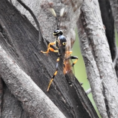 Ichneumonidae (family) (Unidentified ichneumon wasp) at Tennent, ACT - 23 Mar 2019 by JohnBundock