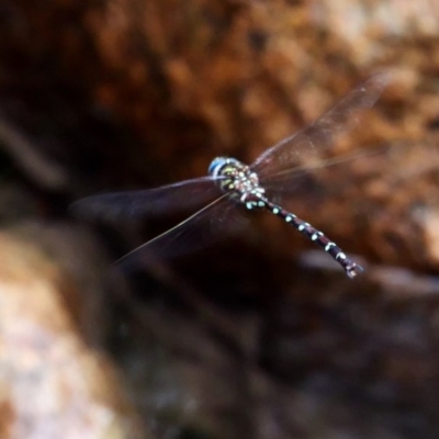 Austroaeschna pulchra (Forest Darner) at Paddys River, ACT - 23 Mar 2019 by DPRees125