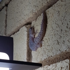 Christinus marmoratus (Southern Marbled Gecko) at Macgregor, ACT - 23 Mar 2019 by Elisabeth