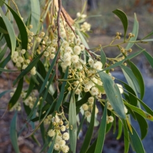 Acacia implexa at Hughes, ACT - 23 Mar 2019