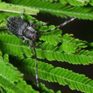 Ancita sp. (genus) at Hall, ACT - 13 Mar 2019 04:57 PM