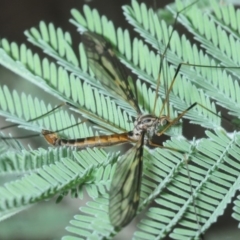 Ptilogyna sp. (genus) (A crane fly) at Hall, ACT - 16 Mar 2019 by Harrisi