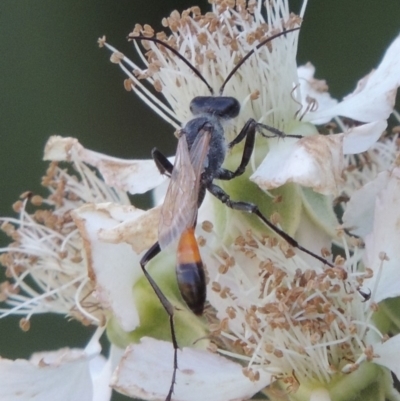 Podalonia tydei (Caterpillar-hunter wasp) at Paddys River, ACT - 20 Feb 2019 by MichaelBedingfield