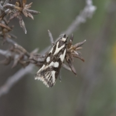 Epithymema incomposita (Chezela group) at Michelago, NSW - 17 Mar 2019 by Illilanga