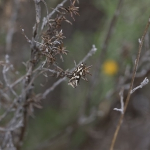 Epithymema incomposita at Michelago, NSW - 17 Mar 2019 09:43 AM