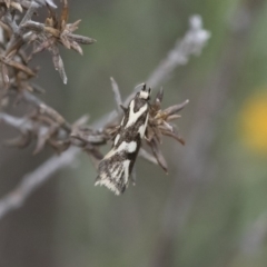 Epithymema incomposita at Michelago, NSW - 17 Mar 2019 09:43 AM