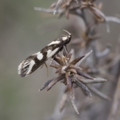 Epithymema incomposita at Michelago, NSW - 17 Mar 2019 09:43 AM