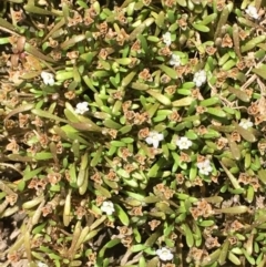 Glossostigma diandrum (Spoon-leaf Mud-mat) at Fyshwick, ACT - 21 Jan 2018 by JaneR