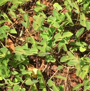 Marsilea sp. at Fyshwick, ACT - 21 Jan 2018 02:28 PM