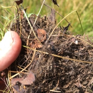 Marsilea sp. at Fyshwick, ACT - 21 Jan 2018