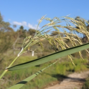 Phragmites australis at Paddys River, ACT - 20 Feb 2019 06:56 PM