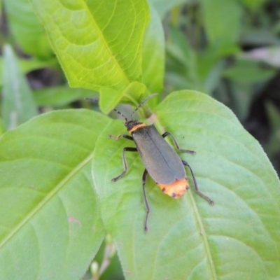 Chauliognathus lugubris (Plague Soldier Beetle) at Paddys River, ACT - 20 Feb 2019 by MichaelBedingfield