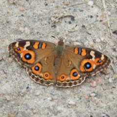 Junonia villida (Meadow Argus) at Paddys River, ACT - 23 Mar 2019 by MatthewFrawley