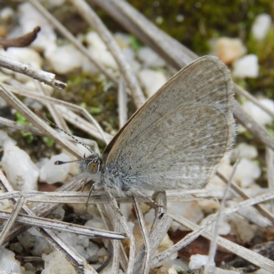 Zizina otis (Common Grass-Blue) at Paddys River, ACT - 23 Mar 2019 by MatthewFrawley