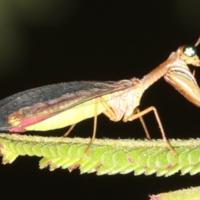 Mantispidae (family) (Unidentified mantisfly) at Majura, ACT - 6 Mar 2019 by jbromilow50