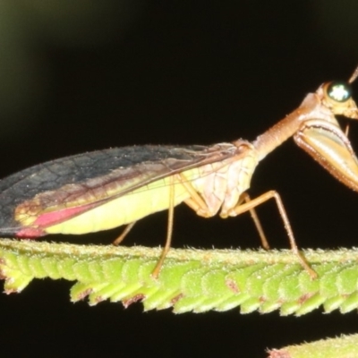Mantispidae (family) (Unidentified mantisfly) at Majura, ACT - 6 Mar 2019 by jb2602