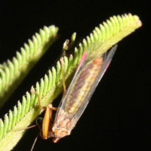 Mantispidae (family) at Majura, ACT - 6 Mar 2019